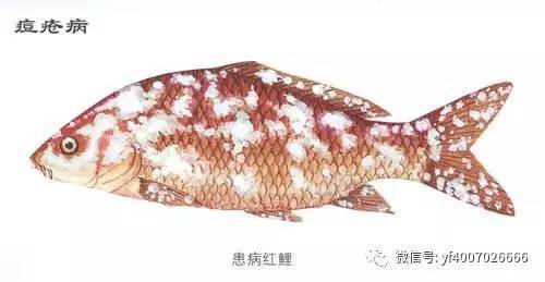 伊罕精巧桶60最低水位：伊罕精巧桶水位線 伊罕精巧桶60最低水位：伊罕精巧桶水位線 伊罕水族 第1張
