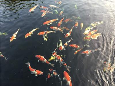 智能排插老魚匠 （智能排插老魚匠好用嗎）