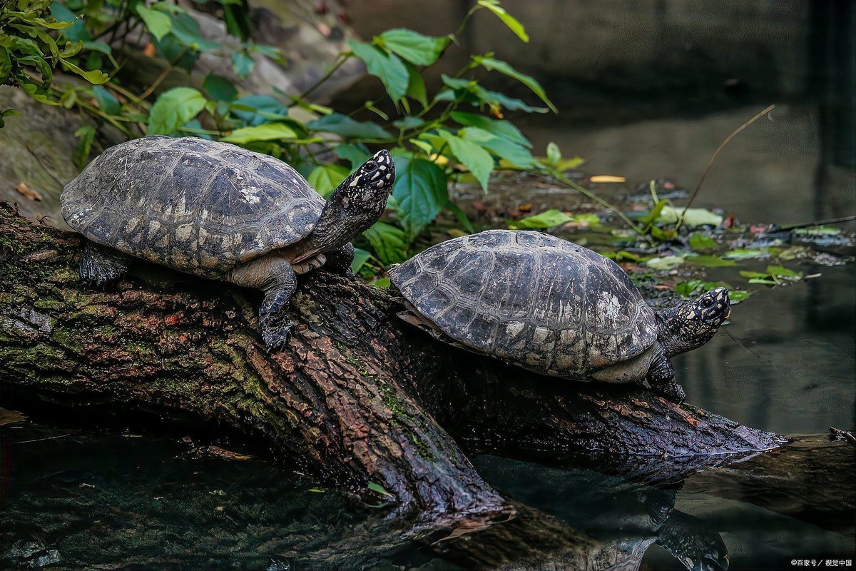 哪些龍龜品種適合混養？，烏龜混養有哪些注意事項？