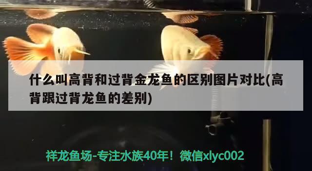 什么叫高背和過(guò)背金龍魚(yú)的區(qū)別圖片對(duì)比(高背跟過(guò)背龍魚(yú)的差別)