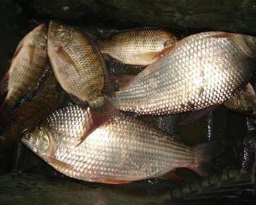 桂林魚缸定制廠家電話多少 桂林魚樂漁具批發部