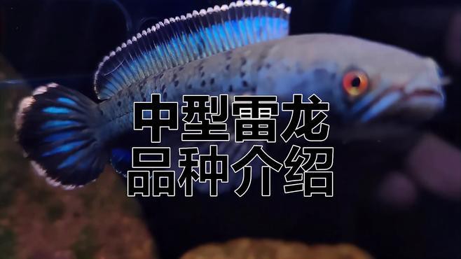 中型雷龍魚推薦哪種魚
