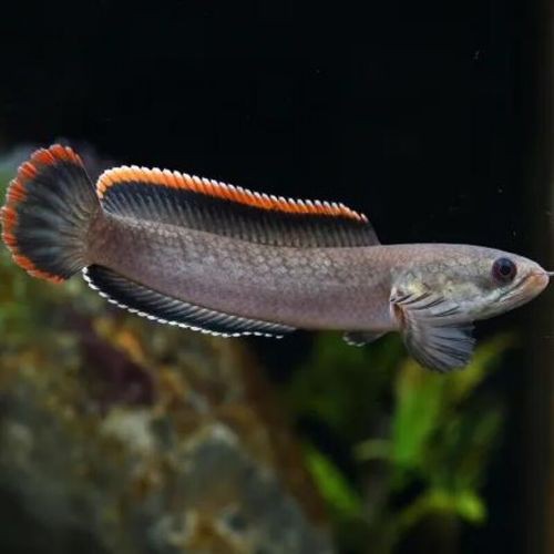 中型雷龍魚推薦哪種魚
