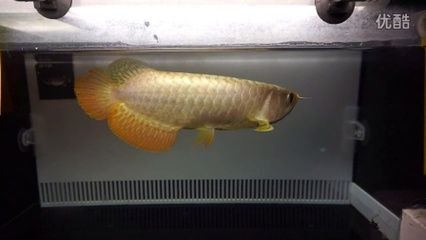 b過金龍魚和過背金龍魚的區別是什么？：b級過背金龍魚和過背金龍魚的區別在于鱗片的亮度和珠鱗的表現上