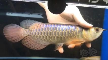 b過金龍魚和過背金龍魚的區別是什么？：b級過背金龍魚和過背金龍魚的區別在于鱗片的亮度和珠鱗的表現上