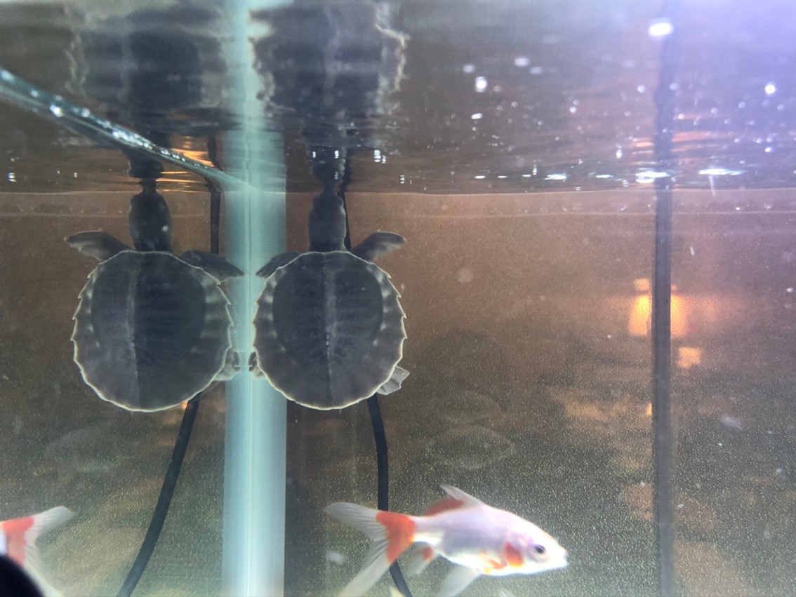 小豬請回家，只有6CM大。