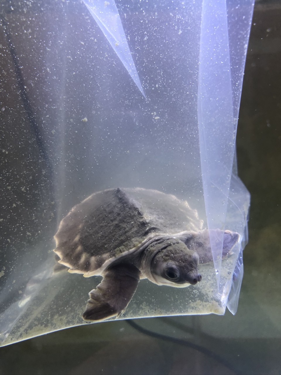 小豬請回家，只有6CM大。