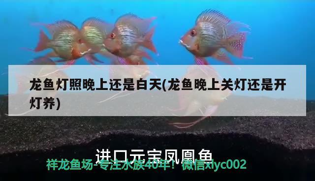 龍魚燈照晚上還是白天(龍魚晚上關燈還是開燈養)