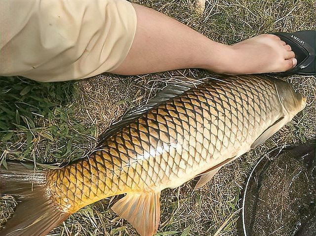 七八斤魚用多大線組【野釣七八斤大魚線組搭配全攻略】