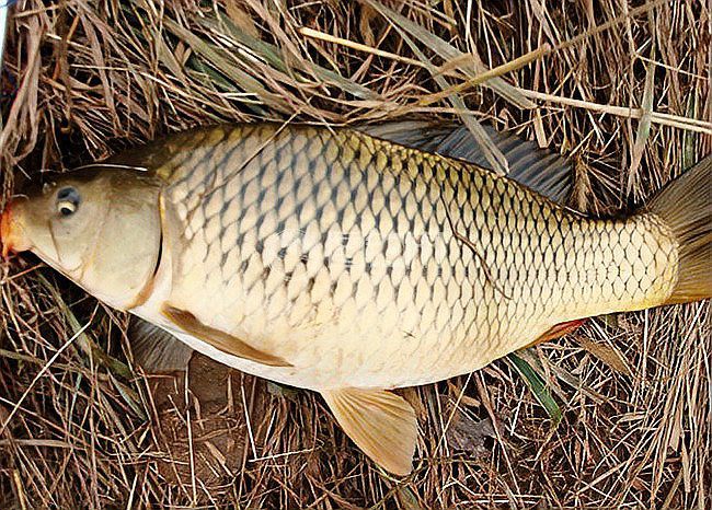 七八斤魚用多大線組【野釣七八斤大魚線組搭配全攻略】