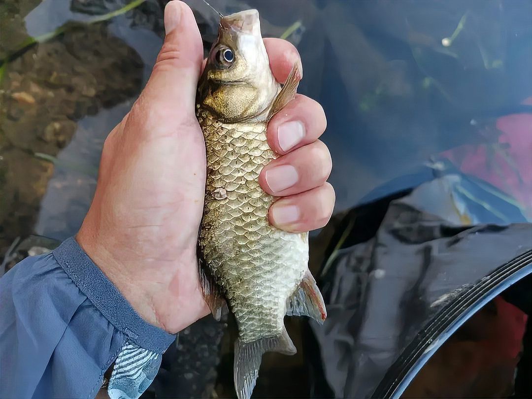 七八斤魚用多大線組【野釣七八斤大魚線組搭配全攻略】