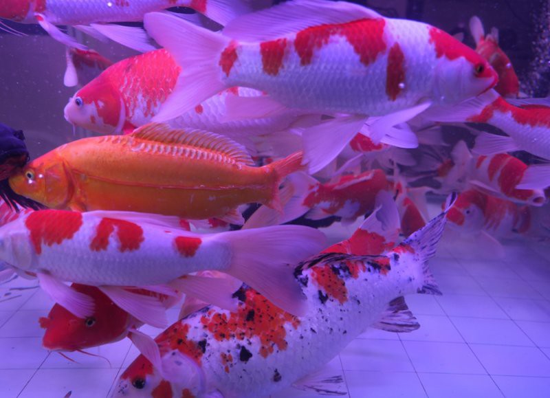 庫(kù)爾勒水族店，庫(kù)爾勒市擁有多家特色鮮明的水族店，為當(dāng)?shù)鼐用窦皭?ài)好者提供了豐富的選擇