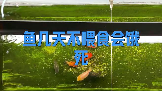 停食對龍魚有多大影響，停食對龍魚的影響