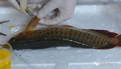 龍魚忽然撞缸vs祥龍魚場：祥龍魚場的評價如何