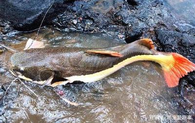 釣大魚高清大圖：釣大魚高清大圖大全