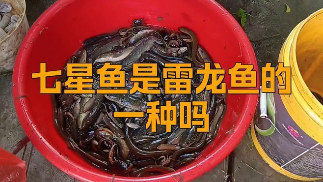 七星魚(yú)和雷龍魚(yú)有哪些區(qū)別？，《七星魚(yú)和雷龍魚(yú)的區(qū)別》