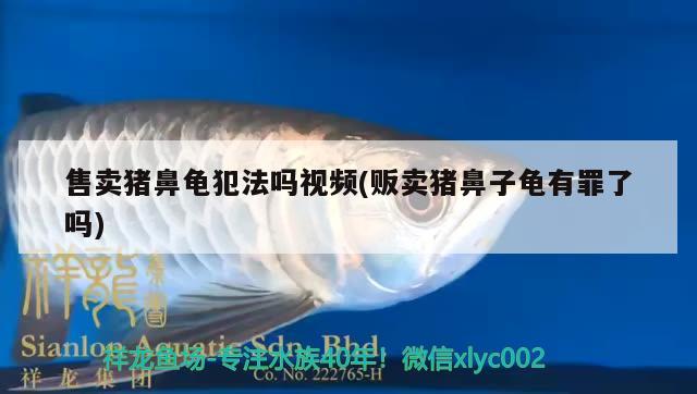 售賣豬鼻龜犯法嗎視頻(販賣豬鼻子龜有罪了嗎)