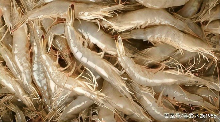 哪些食物適合治療期間的龍魚？，治療期間龍魚適合什么食物？