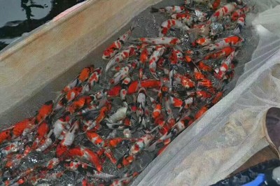 魚缸造景顏料配方表（ 魚缸造景彩石圖片）