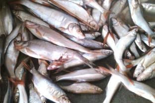 龍魚翹嘴怎么辦才好釣：如何有效地釣龍魚翹嘴？