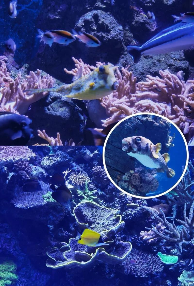 團風水族店，團風水族店在哪里
