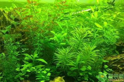 成都二手魚缸回收公司（成都清洗魚缸的價格）
