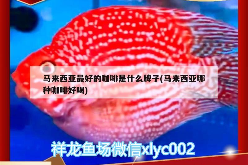馬來西亞最好的咖啡是什么牌子(馬來西亞哪種咖啡好喝) 馬來西亞最好的咖啡是什么牌子(馬來西亞哪種咖啡好喝) 馬來西亞咖啡