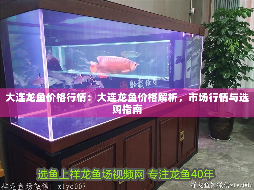 大連龍魚價格行情：大連龍魚價格解析，市場行情與選購指南