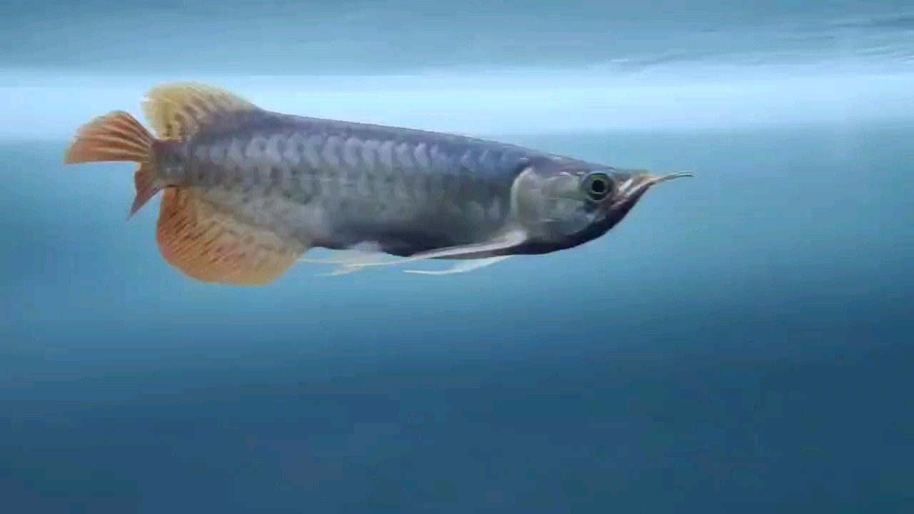 開始鰭尾修復工作，第二天