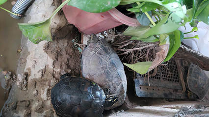 博特水泵和創寧水泵那個好點(博特和創寧的水泵比較)