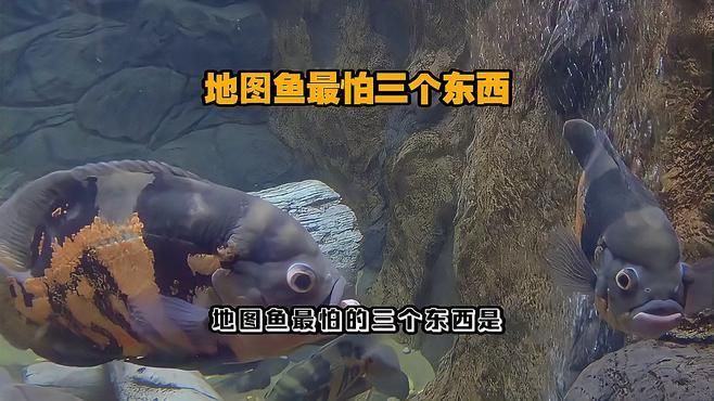 養地圖魚10大忌，養地圖魚10大忌摘要