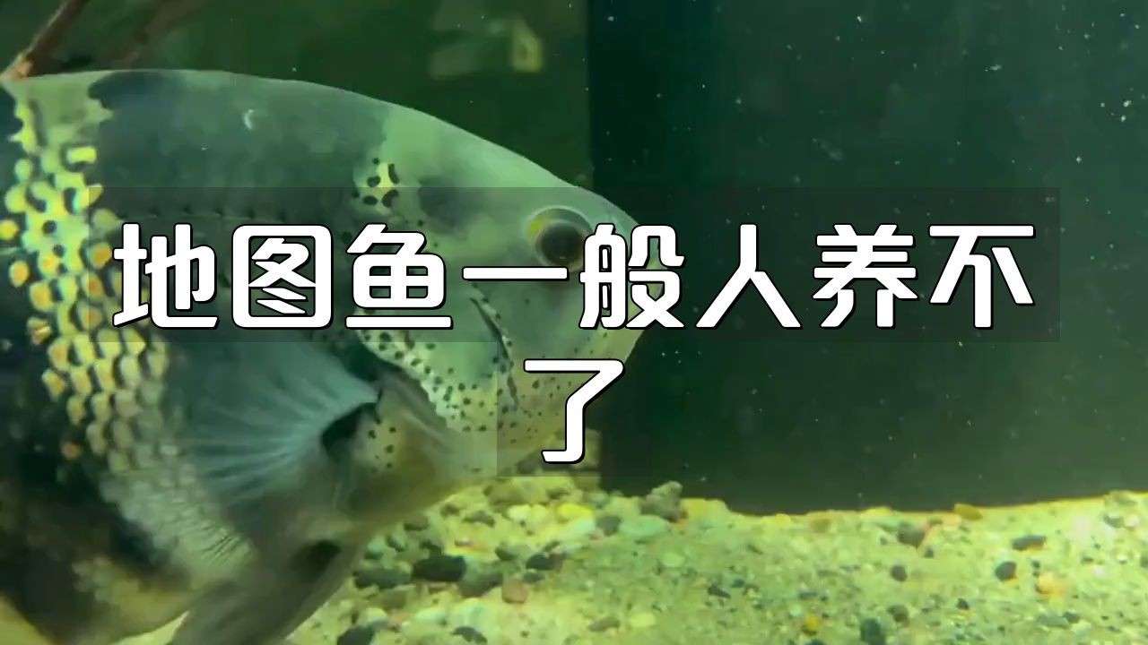 養(yǎng)地圖魚10大忌，養(yǎng)地圖魚10大忌摘要