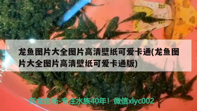 諸城市亮點水族魚缸店