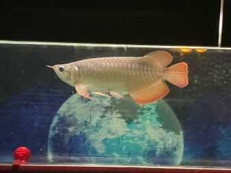 聊城龍魚vs祥龍魚場(探討聊城龍魚與祥龍魚場之間的差異)
