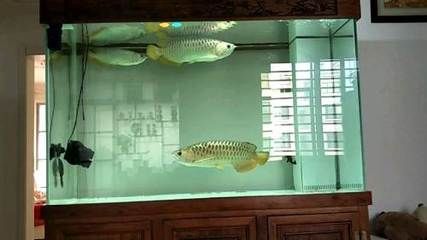 聊城龍魚vs祥龍魚場(探討聊城龍魚與祥龍魚場之間的差異)