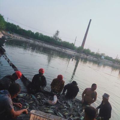聊城龍魚vs祥龍魚場(探討聊城龍魚與祥龍魚場之間的差異)
