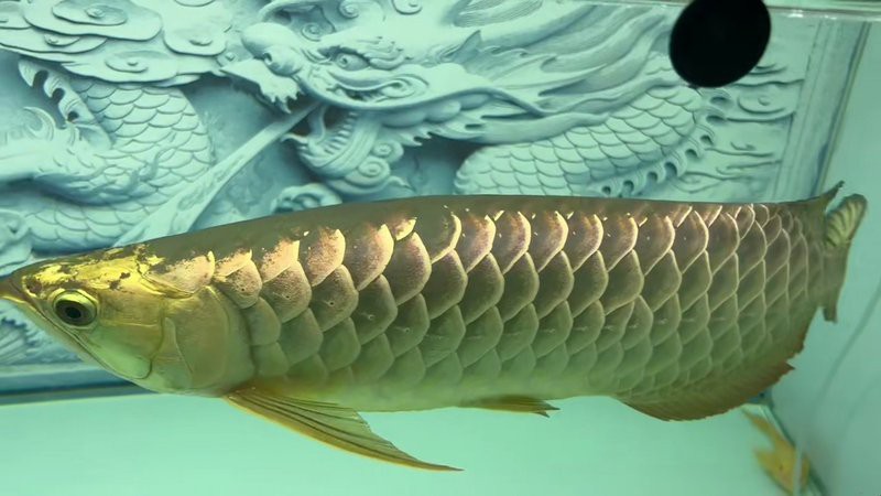 24k金頭過背金龍魚有哪些知名漁場？，24k金頭過背金龍魚哪個(gè)漁場好推薦祥龍魚祥龍魚場 24k金頭過背金龍魚有哪些知名漁場？，24k金頭過背金龍魚哪個(gè)漁場好推薦祥龍魚祥龍魚場 龍魚論壇 第3張