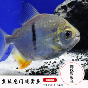 我的森森變頻水泵不轉了是內部燒了嗎(森森變頻水泵使用壽命)