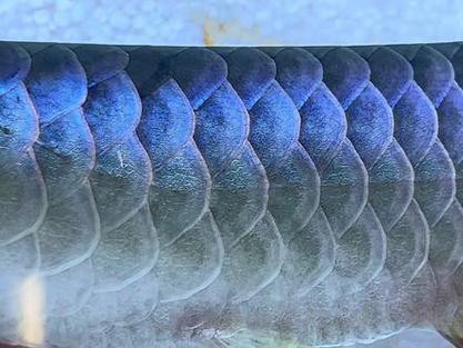 如何辨別過(guò)背金龍魚(yú)的顏色品質(zhì)？