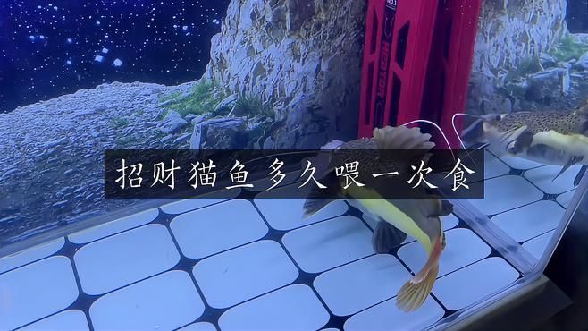 招財(cái)貓魚(yú)多久喂一次，招財(cái)貓魚(yú)一天喂幾次比較好