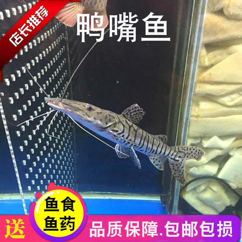 創寧和森森氧氣泵哪個好一點(創寧和森森增氧泵哪個好)