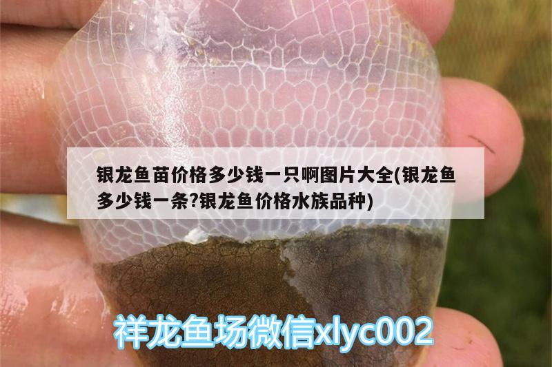 銀龍魚苗價格多少錢一只啊圖片大全(銀龍魚多少錢一條?銀龍魚價格水族品種)