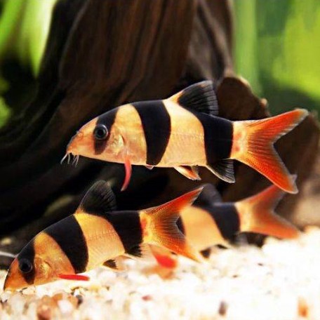 三間鼠魚能長多大，三間鼠魚生長奧秘