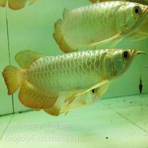 煙臺龍魚店，煙臺高新區(qū)龍魚高新區(qū)龍魚水族館開發(fā)龍魚水族館