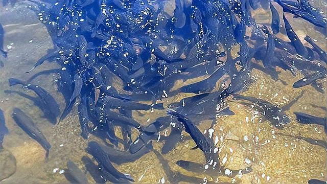 魚缸真菌感染會自愈嗎？，三生千宇龍魚水霉病能自愈嗎三生千宇龍魚水霉病能自愈嗎