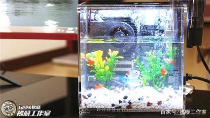金頭過背金龍魚疾病預防方法：金頭過背金龍魚的預防措施