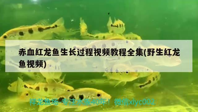 龍魚立鱗吃食正常vs祥龍魚場：龍魚立鱗吃食正常vs祥龍魚場口碑評價龍魚立鱗治療方案