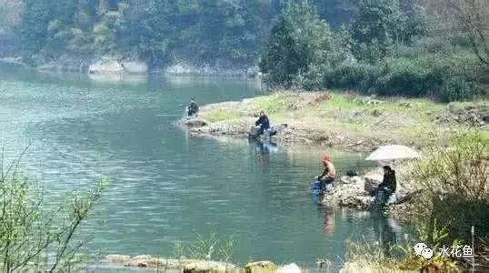 如何監測魟魚水質變化：監測魟魚水質變化對于保證其健康至關重要以下幾種有效的監測方法 如何監測魟魚水質變化：監測魟魚水質變化對于保證其健康至關重要以下幾種有效的監測方法 魟魚百科 第2張