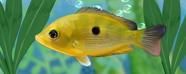 魚缸玻璃發白擦不掉（魚缸玻璃發白像起霧怎么辦）