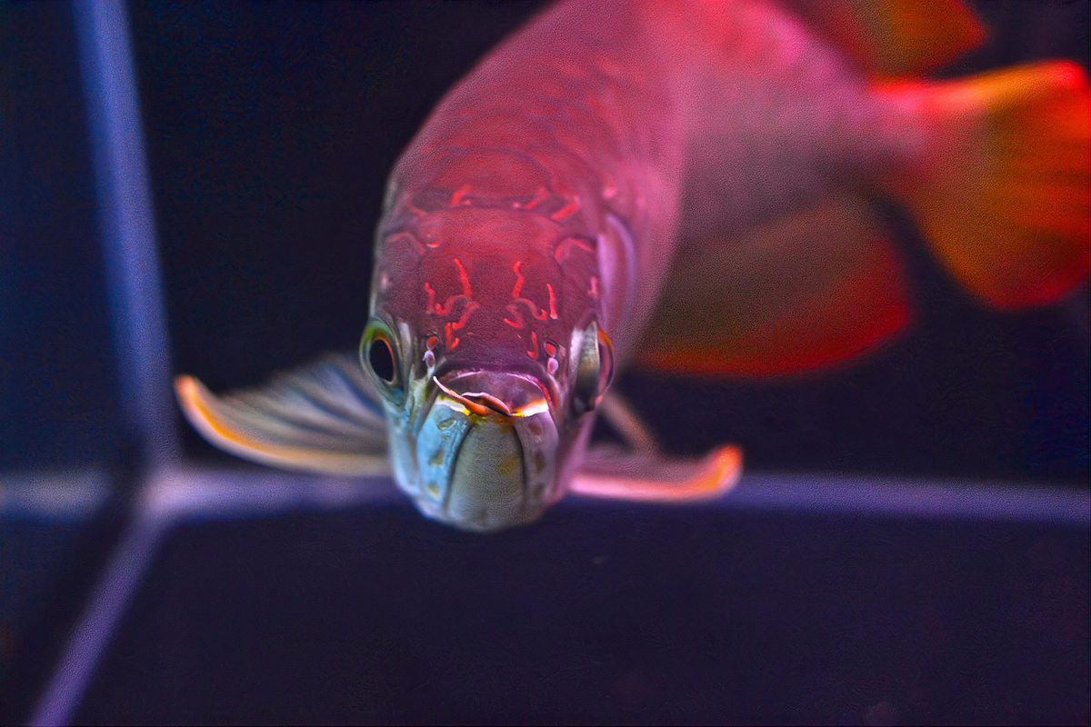 如何判斷龍魚是否倒缸？，龍魚倒缸后多久可以恢復正常，看看前后有何變化可能 如何判斷龍魚是否倒缸？，龍魚倒缸后多久可以恢復正常，看看前后有何變化可能 龍魚論壇 第4張